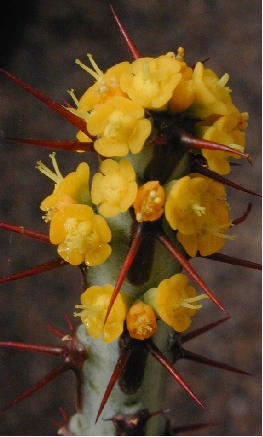 Euphorbia aeruginosa flowers