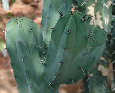 Myrtillocactus geometrizan
