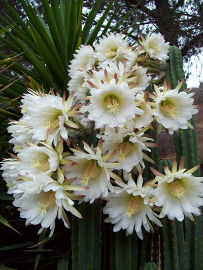 Trichocereus pachanoi flowers