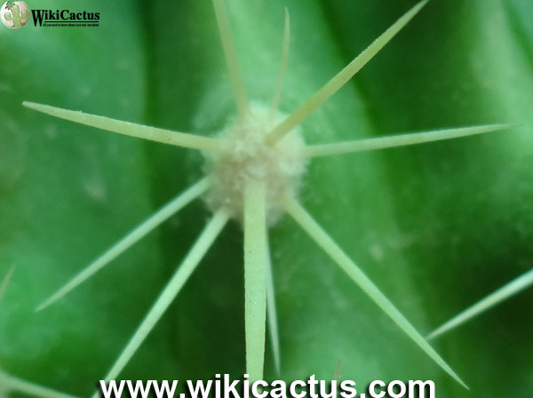 Echinocactus grusonii2