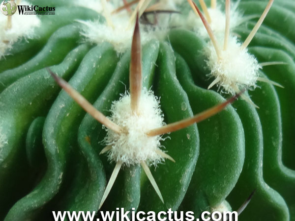 Echinofussalocactus