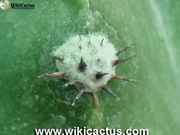 Echinopsis oxygona2