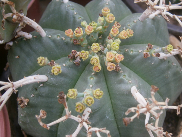Euphorbia-meloformis-Flowers
