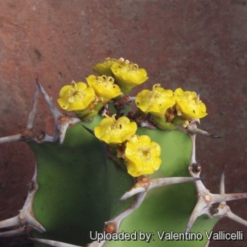 Euphorbia_grandicornis_15371_m
