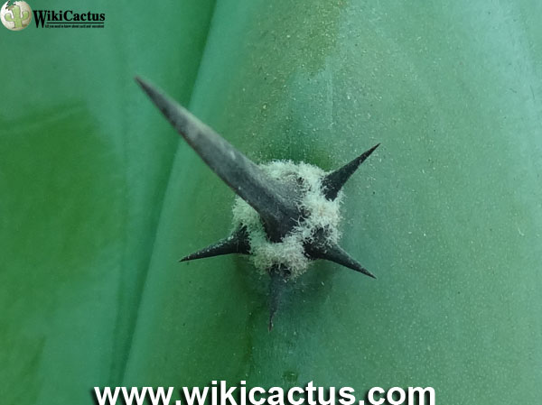 Myrtillocactus geometrisanz