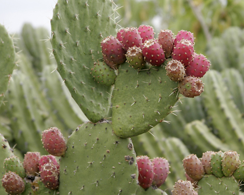 Prickly_pears_2