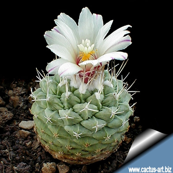 Strombocactus_disciformis_first_flower_540