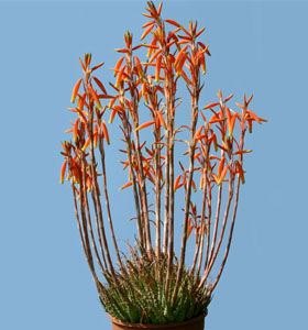Aloe humilis f