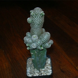 Myrtillocactus 2