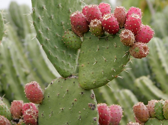 Nopal-Cactus