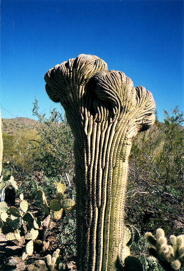 640px-Crested_Saguaro_cactus