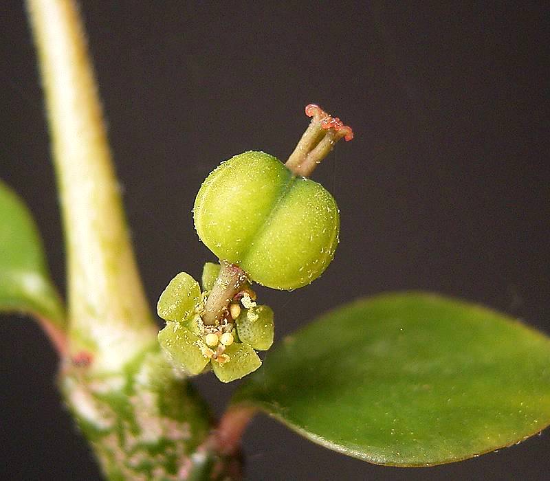 کپسول بذر Euphorbia bemaharaensis