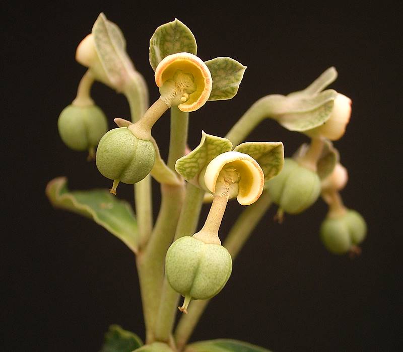 کپسول بذر Monadenium pseudoracemosum