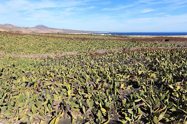 plantation-of-prickly-pear-opuntia-ficus-indica-lanzarote-canary-islands-bwrp34