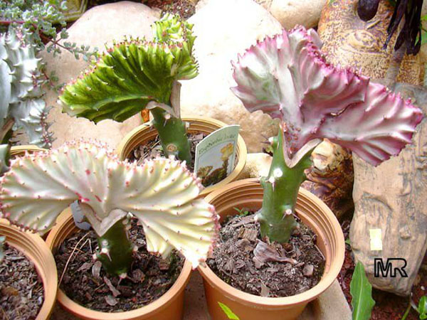 Euphorbia lactea forma cristata variegata