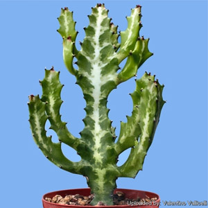 Euphorbia lactea11