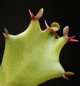 Euphorbia lactea33