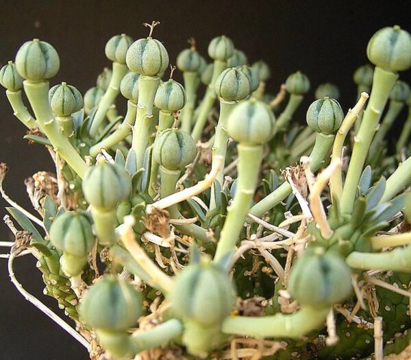 کپسول بذر Euphorbia maleolens