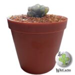 هاوارتیا کوپری ترانکاتا (گونه اصیل) | Haworthia cooperi var. truncata